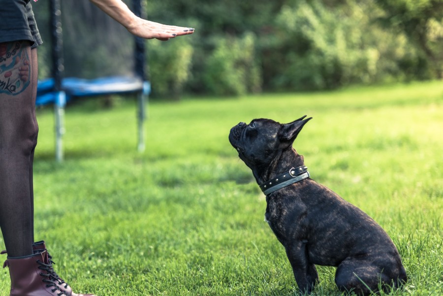 Quelles sont les étapes pour réussir l'éducation d'un chien ?